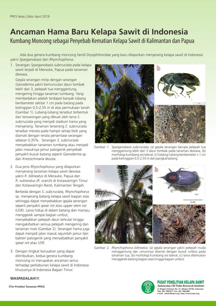 EDISI APRIL 2019 - Ancaman Hama Baru Kelapa Sawit di Indonesia-Kumbang Moncong sebagai Penyebab Kematian Kelapa Sawit di Kalimantan dan Papua