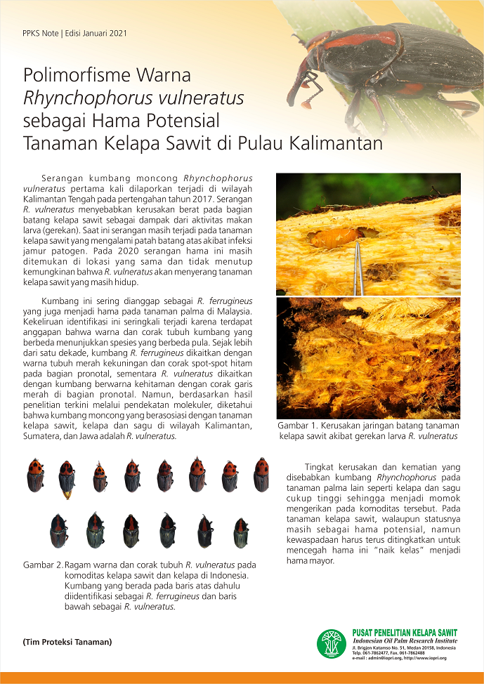 EDISI Januari 2021 - Polimorfisme Warna Rhyncophorus vulneratus sebagai Hama Potensial Tanaman Kelapa Sawit di Pulau Kalimantan
