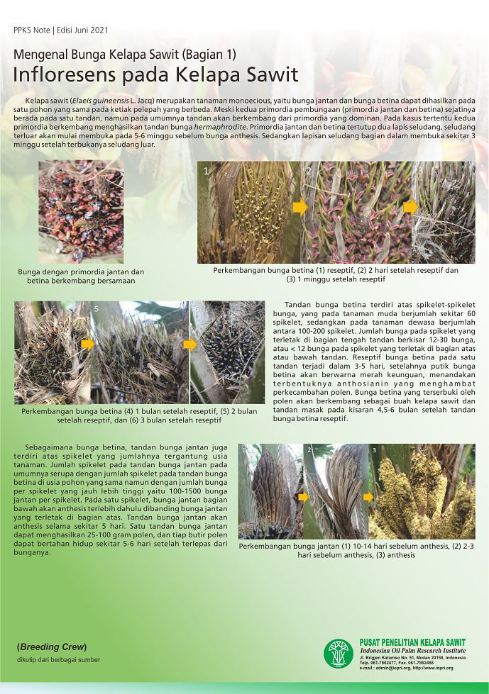 EDISI Juni 2021 - Mengenal Bunga Kelapa Sawit (Bagian 1) - Infloresens pada Kelapa Sawit